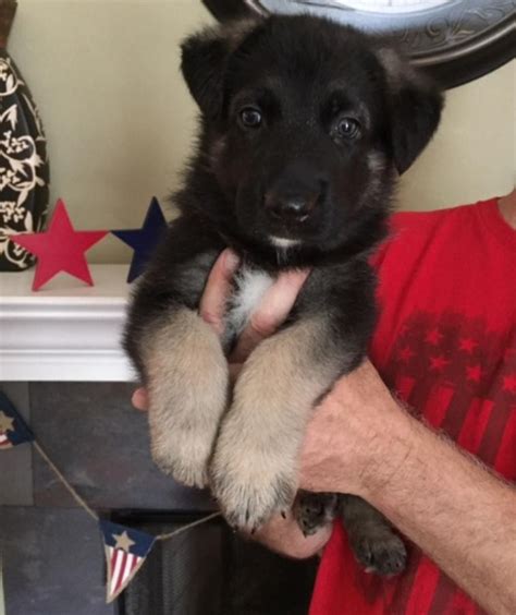 german shepherd puppies for sale kansas city mo